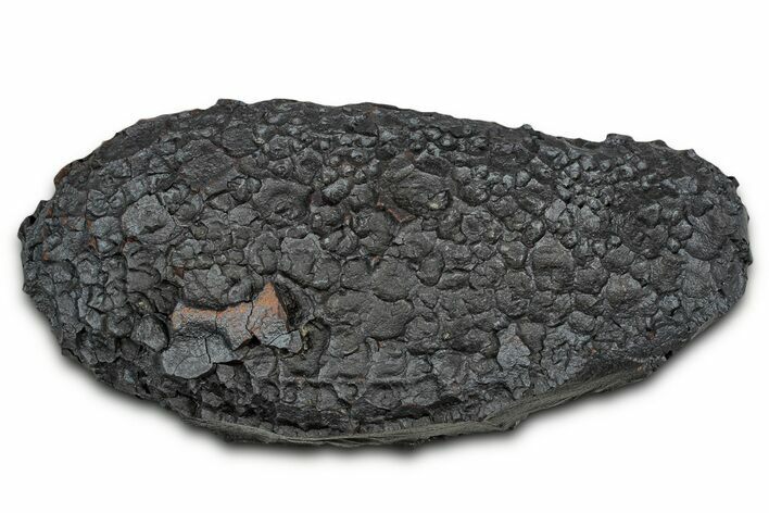 Dragon Scale Stone (Iron, Manganese, Siderite Nodule) #330298